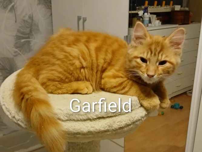 GARFIELD