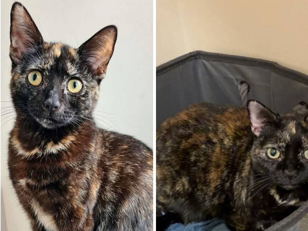 ROMIE (DH) — Domestic Cat