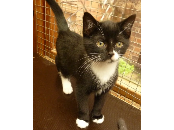 Motley, Kismet and Cinder