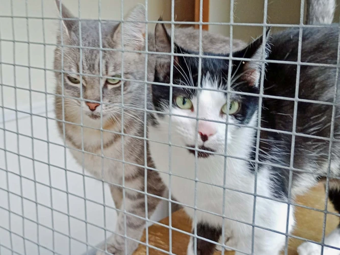 Belle & Willow