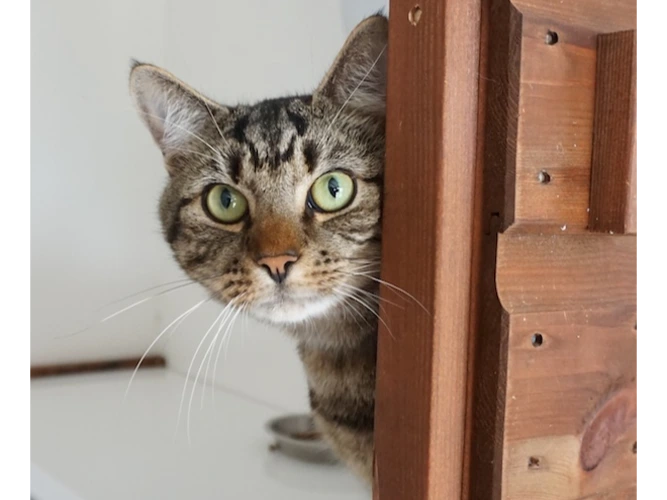 ZIGGY