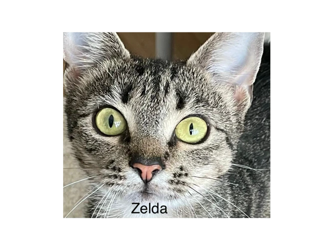 Zelda