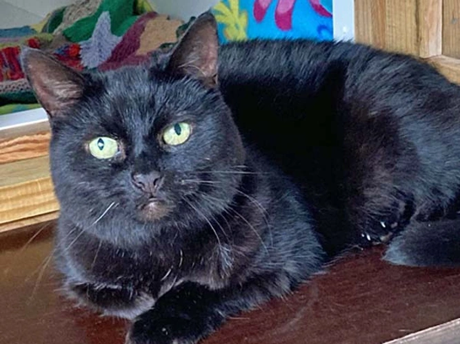 Sooty