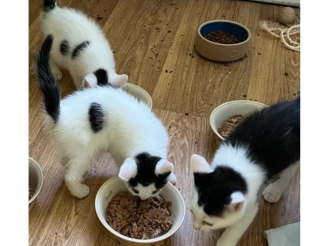 Kittens