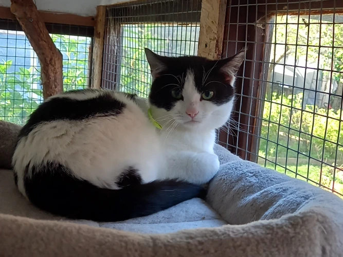 Professional Mousers – Harry & Fury