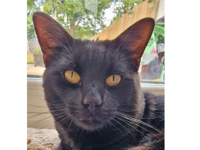 Luca