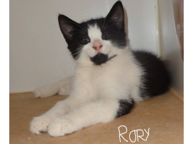 R Litter
