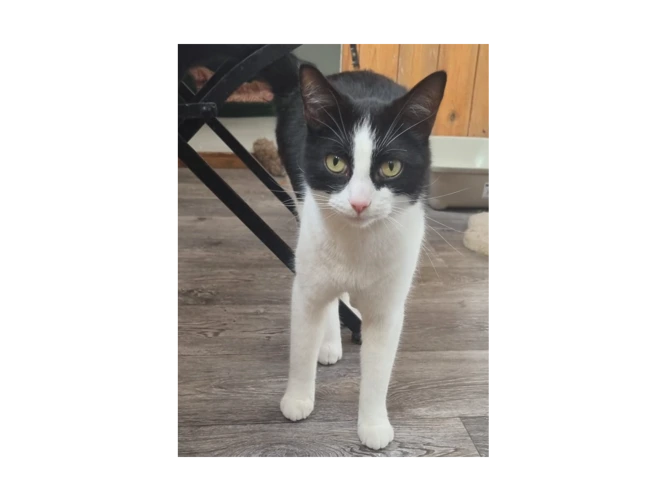 Leo