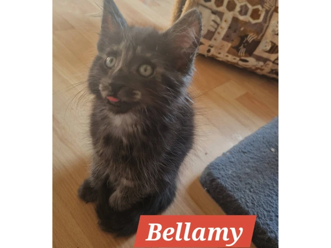 BELLAMY