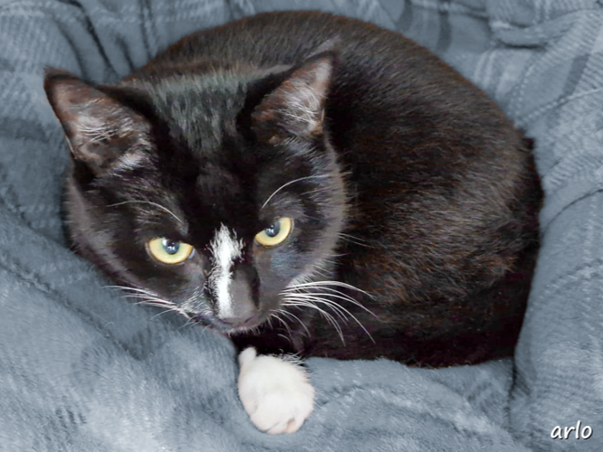 Arlo — Domestic Cat