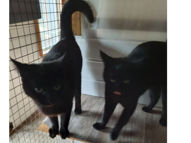 Raven & Luna