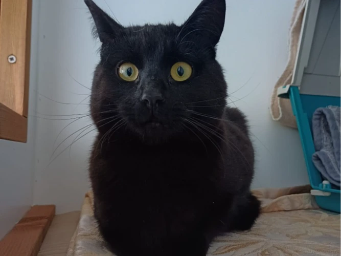 Pedro