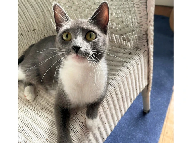 Pebbles