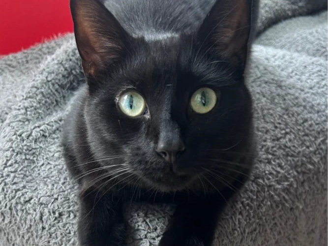 Winston