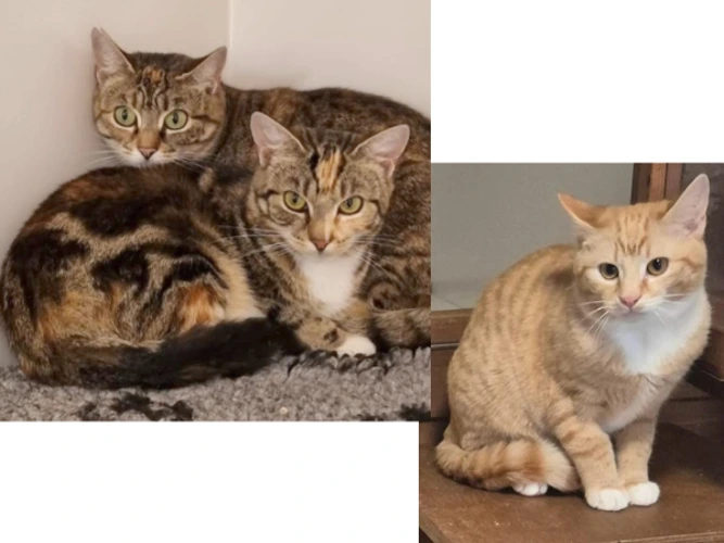 Cinnamon, Spice & Jude