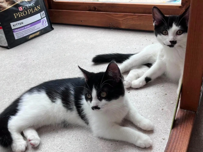 Misty and Jasmine