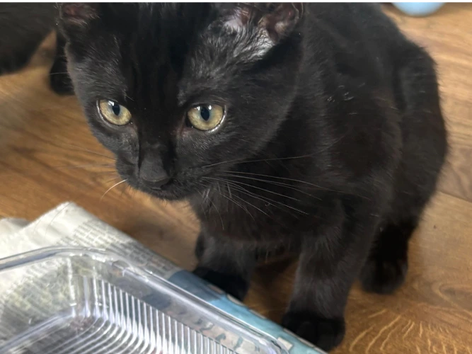 Mog