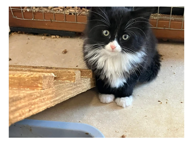 Geppetto and Juniper