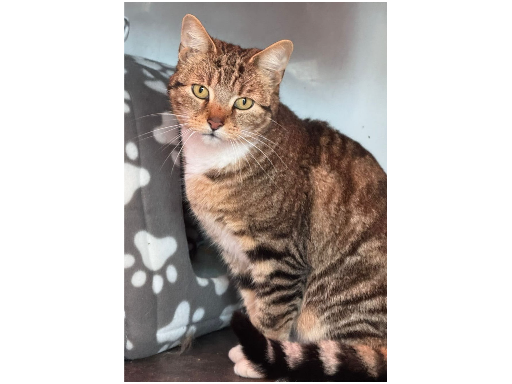 Missy — Domestic Cat