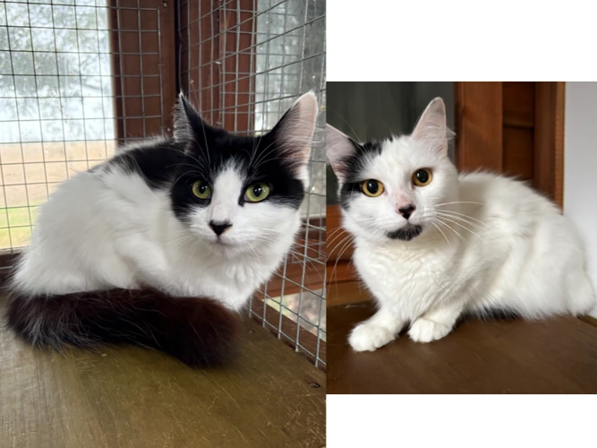 Daisy and Bluebell