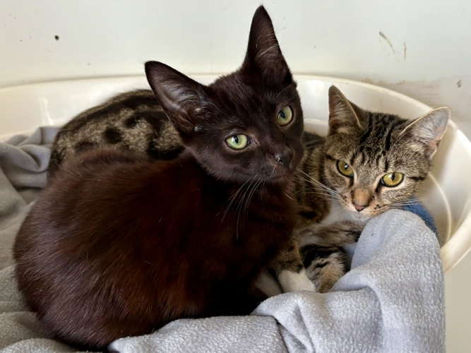 DOTTY & PRINCE