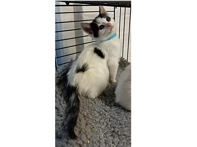 Kitten - Milo