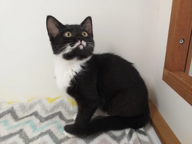Kiki