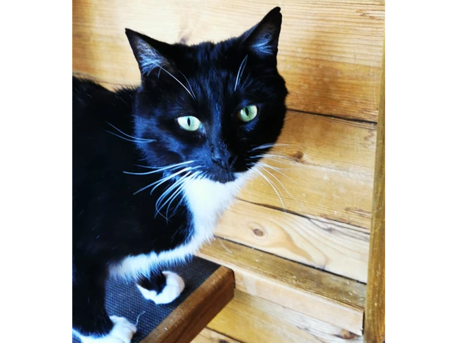 Sox