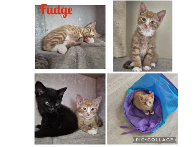 Kittens - Sweeties - Fudge