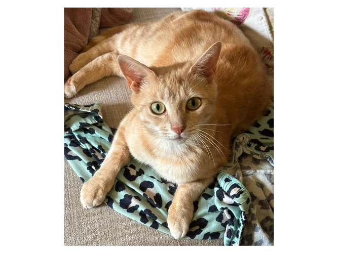 Kicia