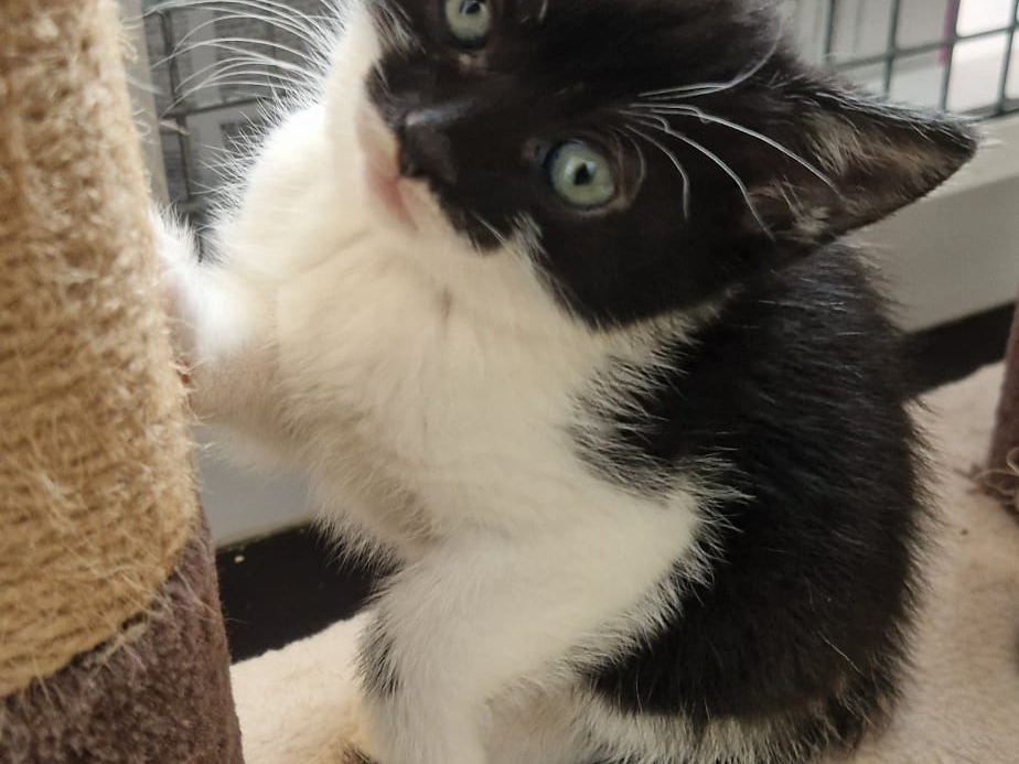 Galileo and Bellatrix — Domestic Cat