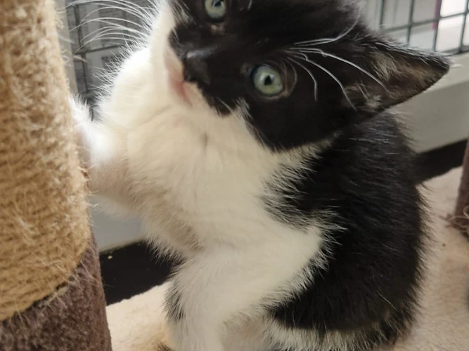 Galileo, Draco and Bellatrix