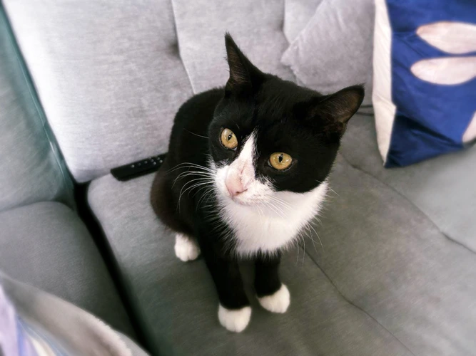 Domino