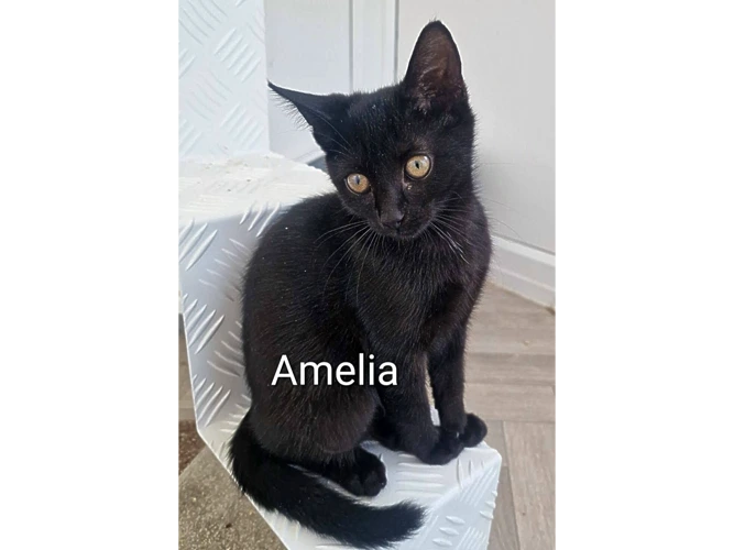 AMELIA