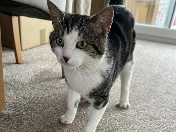 Bonzo