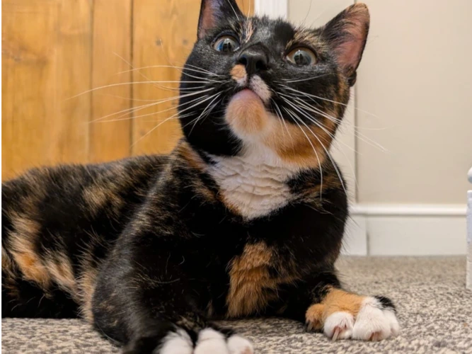 Luna
