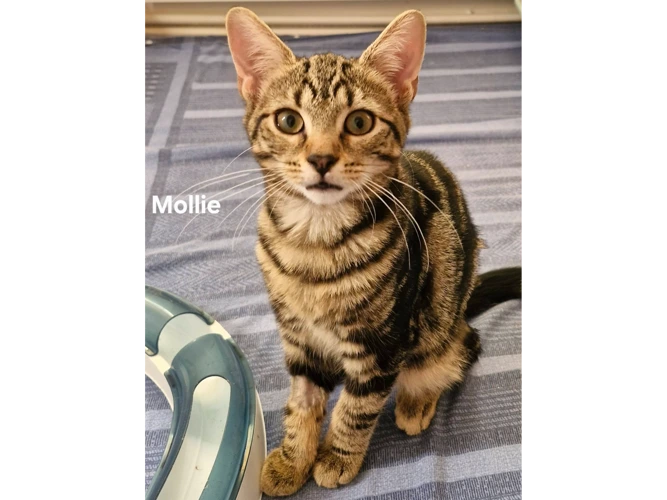 MOLLIE