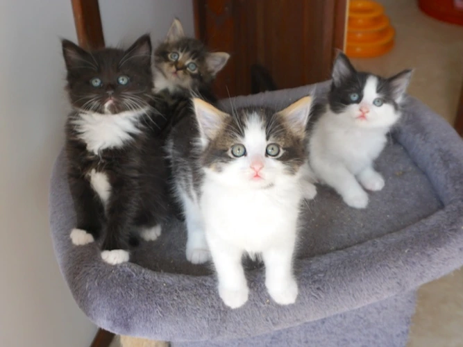 ROSIE's Kittens