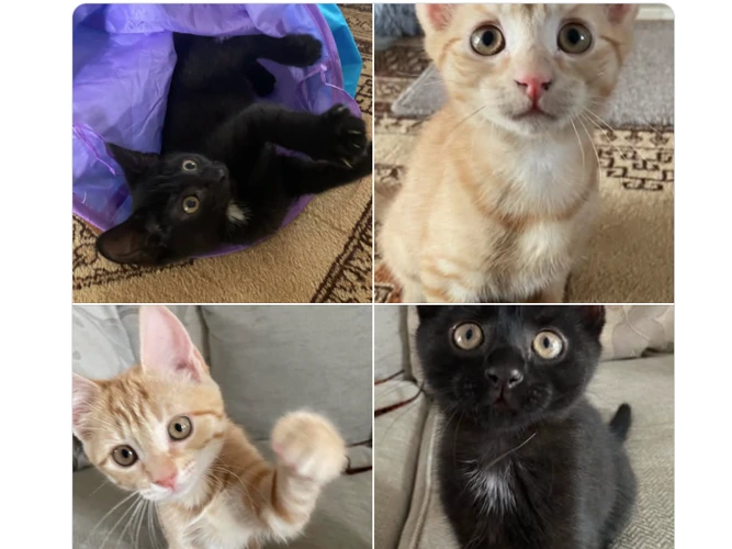 Gus, Harry, Boo and Archie