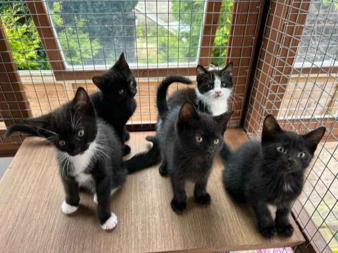 Adorable kittens