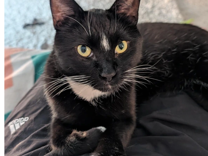 Loki