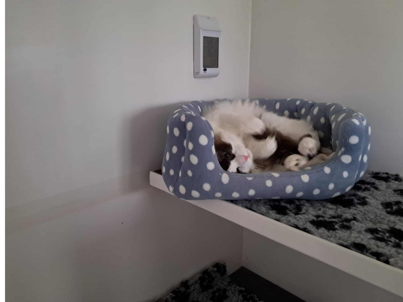 Quincy — Domestic Cat