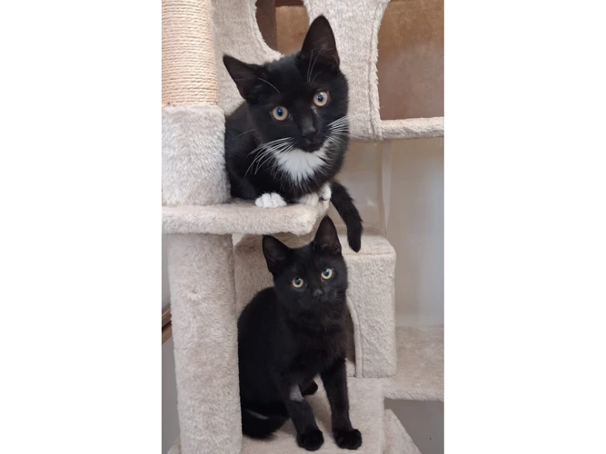 Shadow & Charlie