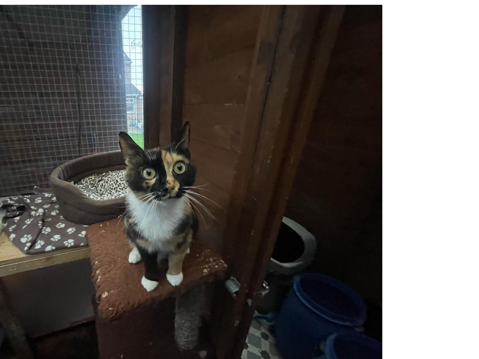 Find a cat near you Adopt a cat Cats Protection