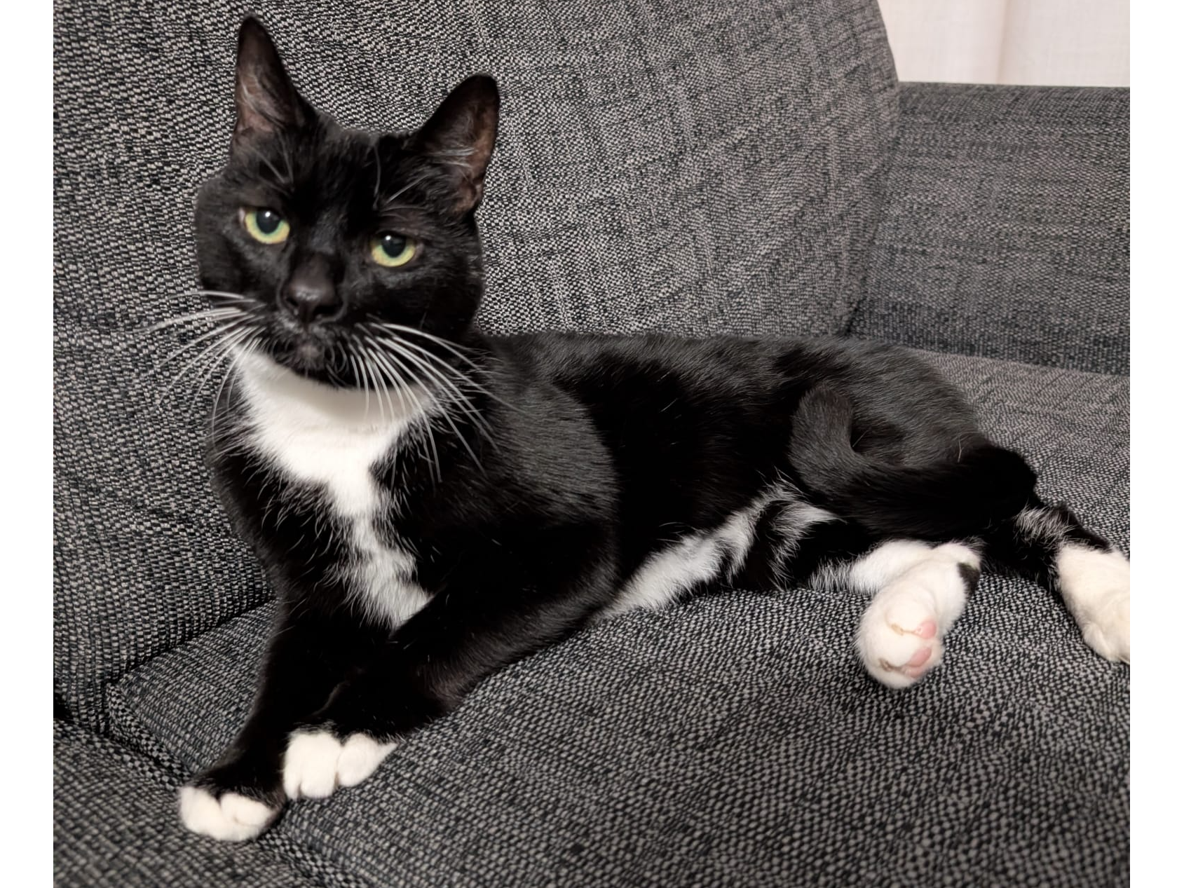 Mims — Domestic Cat