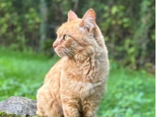 Iggy — Domestic Cat