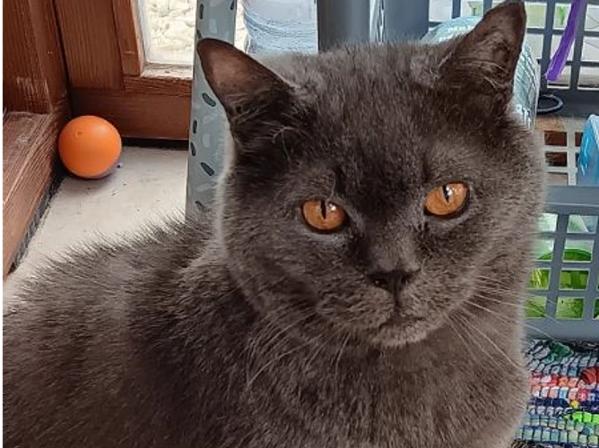 MERLIN