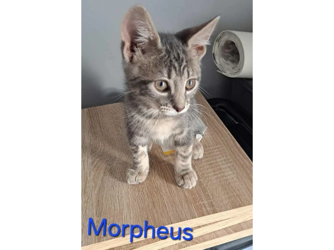 MORPHEUS