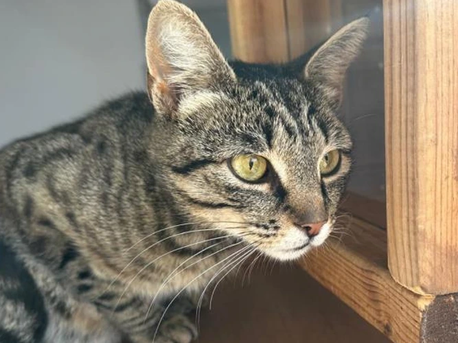 2-year-old Pip