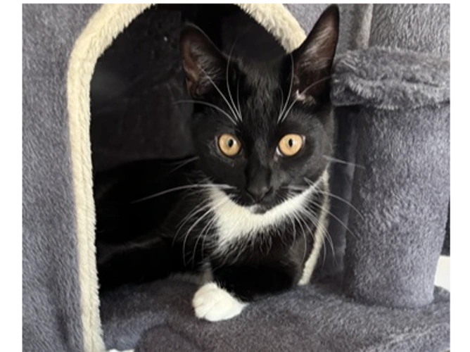 Oreo